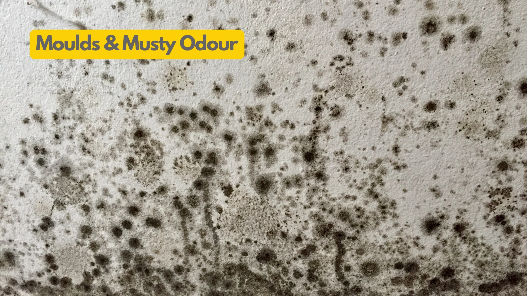 Molds & Musty Odors